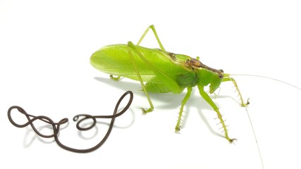 A Ensifera with larva parasite, or Nematomorpha, sometimes called Gordiacea, and commonly known as...