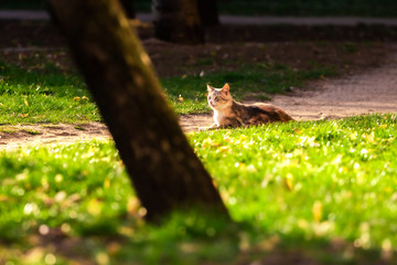 Naklejka na ściany i meble A cat walks through a bright clearing and basks in the sun
