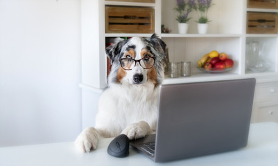 Ein Hund sitzt Zuhause am Küchentisch vor einem Laptop - 337034223