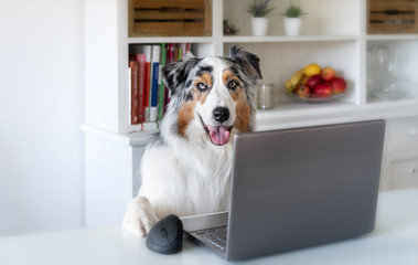 Ein Hund sitzt Zuhause am Küchentisch vor einem Laptop - 337034226