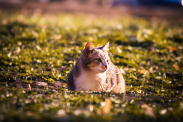 Cat sits in the grass, portrait of a pacified stray animal