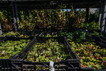 garden plants in boxes ready for summer season and sale