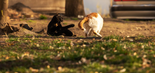 Funny meme cat attacks a female to mate