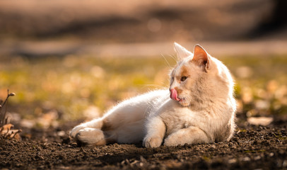 Naklejka na ściany i meble Warm and cozy photo of a cat basking in the sun