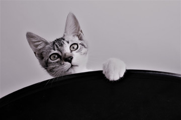 ritratto di un bel gatto che sta a casa