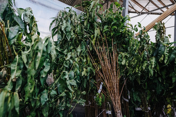 garden plants in boxes ready for summer season and sale