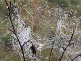 spider web in the morning