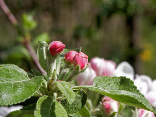 kwiat jabłoni