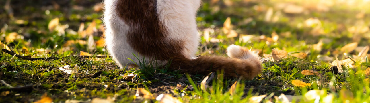 Banner photo of a cat tail on nature in grass and leaves, summer is warm and animal