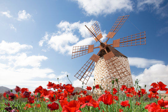 windmill with poppy flowers in Tafia, fuerteventura, canary islands, spain.