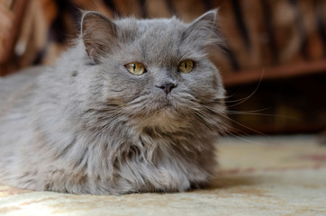 Portrait of a gray domestic cat.