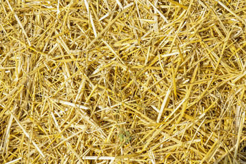 Dry yellow straw grass background texture after havest