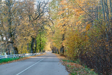 Fototapeta na wymiar Autumn forest. Autumn in the Park. Yellow and red leaves on trees in autumn. A forest road.