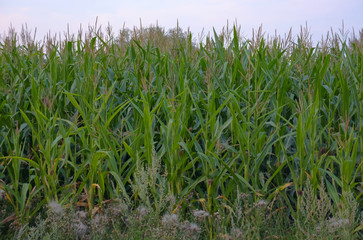 Agricultural lands. Young corn. A field is planted with corn.