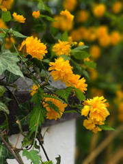 Beautiful of garden spring flowers.