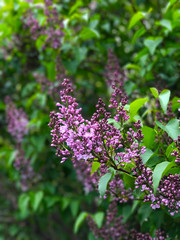 Spring branch of blossoming lilac. Selective, soft focus on a purple lilac flower and green, sunlit, out of focus golden leaves in the background