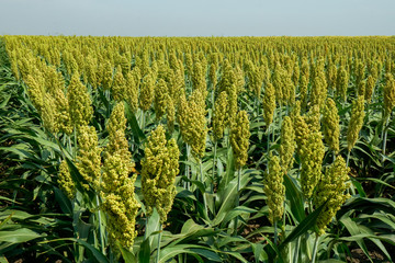 Selective soft focus of Sorghum field in sun light