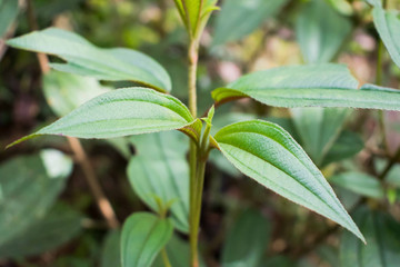 Autumn Flowers of the Glory Bush (Tibouchina urvilleana) leaf. Green leaf background