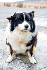 A friendly Border Collie dog in Iceland