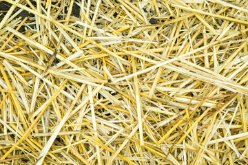 Dry yellow straw grass background texture after havest