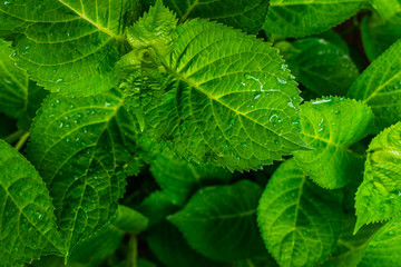 Fototapeta na wymiar Green leaves pattern background. Natural background. Green leaf with water drop.