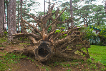 Cut old pine tree roots