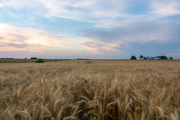 Obraz premium Wheat field.