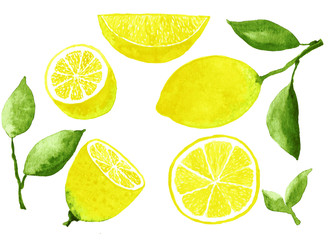 Lemon fruits watercolor set hand draw illustration.