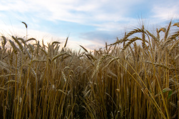 Wheat field.