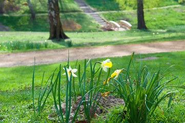 wild flowers in the grass