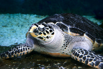 Obraz premium Hawksbill Turtle portrait lying on stones in sea water