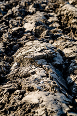 Abstract background with close up of plowed clay on the farmland in the dutch countryside