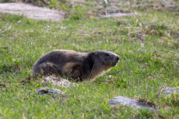 Marmot into the wild