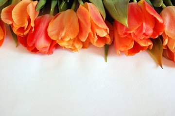 Top view background with tulips flowers. Flowers composition.  Background with plants. Flat lay with Flowers on white background.