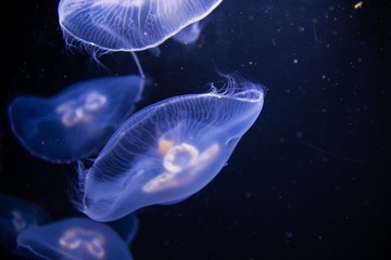 Meduza