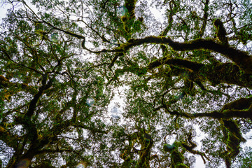 Moss fern covered the forest trees during the rainy season at New Zealand's southern island.