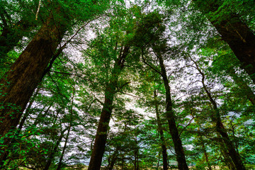 Obraz premium Moss fern covered the forest trees during the rainy season at New Zealand's southern island.