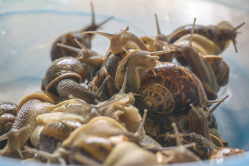 Big pot of alive ground snails ready for cooking. Concept exotic food, asian food, cretan cuisine.