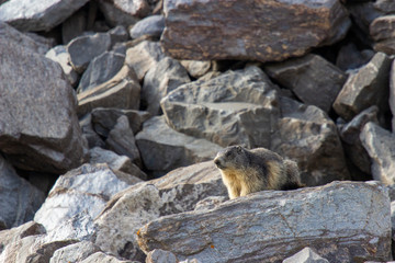 Marmot into the wild