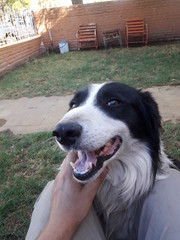 Fototapeta premium border collie