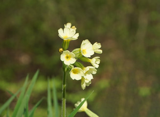 Fototapeta na wymiar Blüte der Hohen Schlüsselblume im Frühling
