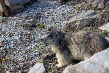 Marmot into the wild