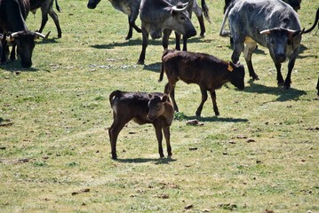 herd of cows