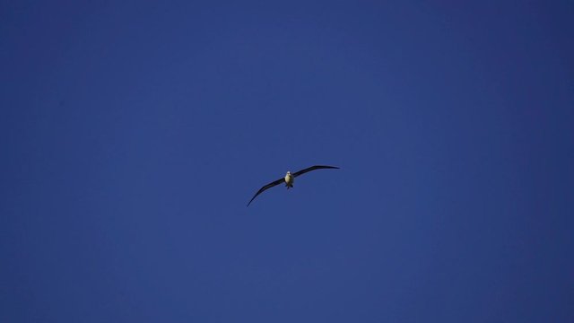 空を飛ぶコアホウドリ　スローモーション