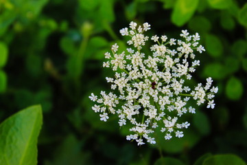 Grass, cow parsley, wild chervil, wild beaked parsley, keck.