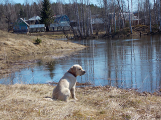 Labrador dog on the river