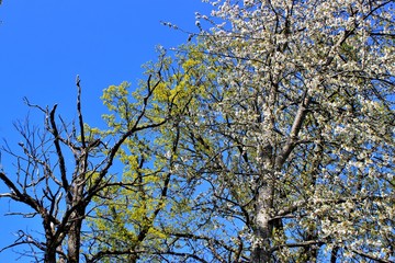 Arbres en fleurs au printemps.