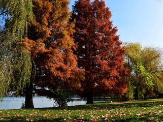 Autumn landscape with peaceful and colorful trees in Herastrau Park or King Michael I Park Bucharest, in a sunny autumn day