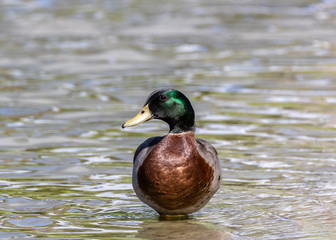 duck on the water