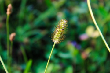 Yellow Foxtail grass seed with blurred background.